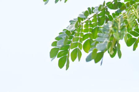 Rain tree or Samanea saman, LEGUMINOSAE MIMOSOIDEAE and sky background