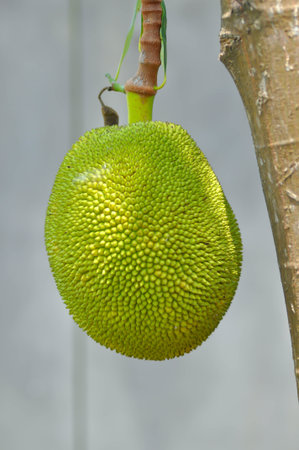 Artocarpus heterophyllus Lam or MORACEAE , jackfruit seed on the tree
