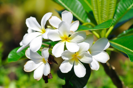 frangipani, frangipani flower or pagoda tree or white flowerの写真素材