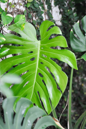 Monstera, Herricane plant or Swiss cheese plant in the garden