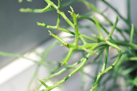 Euphorbia tirucalli L, Euphorbiaceae or Indian Tree Spurge or Milk Bush plantの写真素材