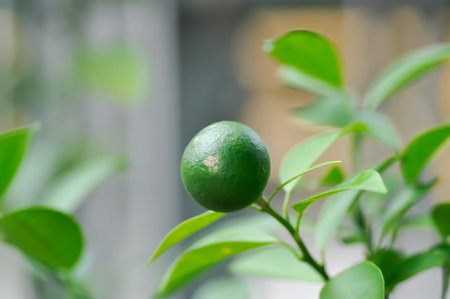 orange seed or orange tree , small orange or new born orangeの写真素材
