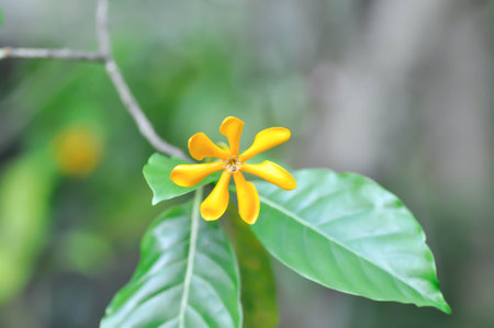 Gardenia carinata, Rubiaceae or yellow flower