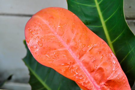 Philodendron sunlight ,Philodendron or orange leaf and rain dropletの写真素材