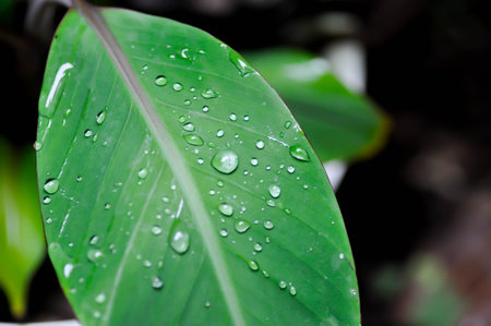 banana leaf or banana plant, banana tree and rain drop on leaf or Musa acuminata Red Dacca and rain...