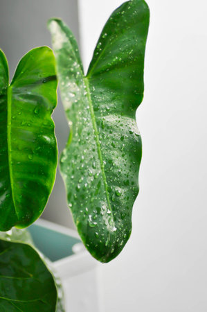 Philodendron burle marxii, Philodendron or ARACEAE and rain droplet