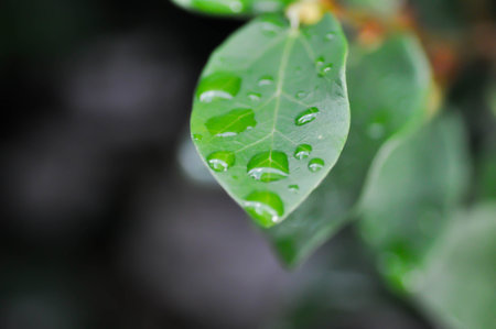 ficus pumila or climbing fig or MORACEAE and dew drop or rain droplet