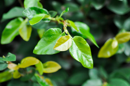 ficus pumila or climbing fig or yellow leafの写真素材