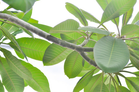 pagoda tree or frangipani or temple tree and sky background