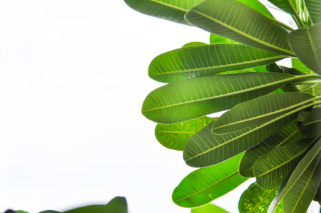 pagoda tree or frangipani or temple tree and sky backgroundの写真素材