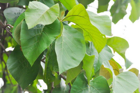 Tectona grandis, Teak or LAMIACEAE or teak plant or teak leaf and sky backgroundの写真素材