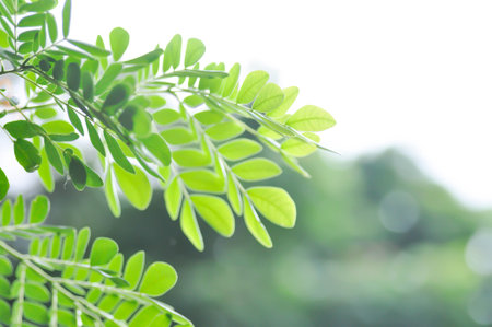 Rain tree or Samanea saman, LEGUMINOSAE MIMOSOIDEAE and sky backgroundの写真素材