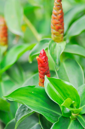 Costus speciosus, Crape ginger or Malay ginger or Spiral flag or Costus speciosus Cheilocostus speciosus, Costaceae or Cane reed or Crape ginger or Malay ginger or Spiral flag plant or red flowerの写真素材
