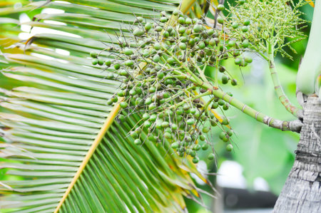 Roystonea regia ,Cuban royal palm or ARECACEAE or palm seed