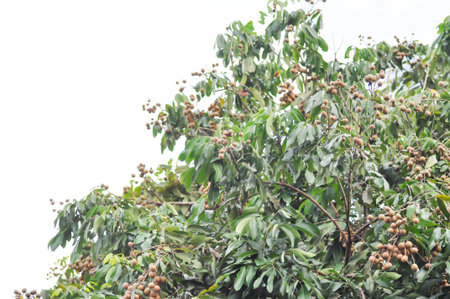 longan, thai fruit or Dimocarpus longan or longan seed on the tree