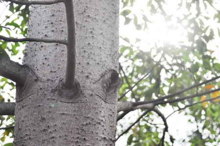 Bombax anceps Pierre, nBombacaceae,Bombax ceiba Linn or BOMBACACEAE plant