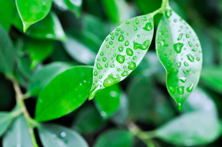 banyan tree or Ficus annulata or ficus bengalensis and rain drop on the leaf