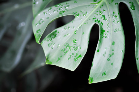 Monstera, Herricane plant or Swiss cheese plant and rain drop on the leafの写真素材