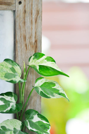 Epipremnum aureum ,Linden and Andre or ARACEAE or bicolor plantの写真素材
