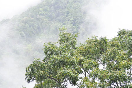 fog and sky ,cloud ,tree and mountain background