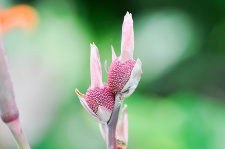 Indian shot, India short plant or India shoot or Butsarana or Cannas or Canna lily or Canna indica L or CANNACEAE plant or Indian shot flower or bud flowerの写真素材