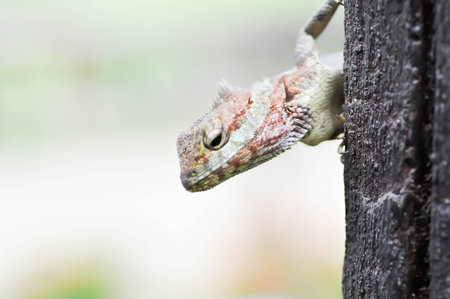 chameleon or Lizards, Lacertilia or Sauria or Squamata or Serpentes or reptile on the wallの写真素材