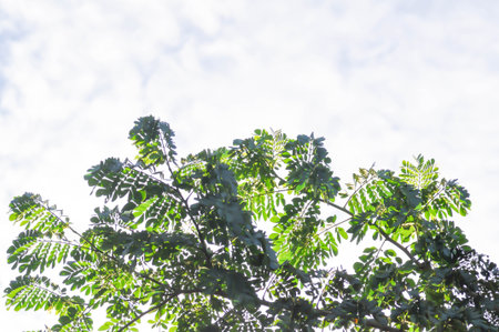 Rain tree or Samanea saman, LEGUMINOSAE MIMOSOIDEAE tree