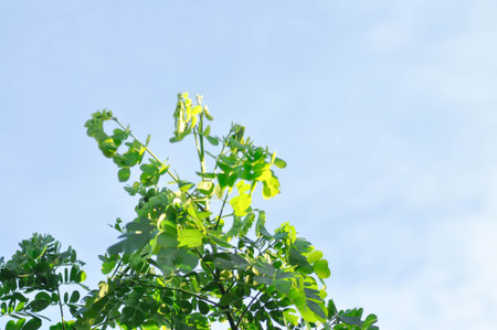 Rain tree or Samanea saman, LEGUMINOSAE MIMOSOIDEAE treeの写真素材