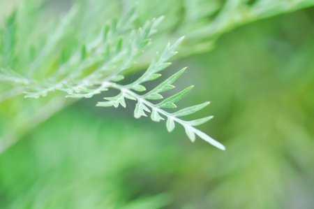 fern ,Golden Moss or Chain Fern in the garden