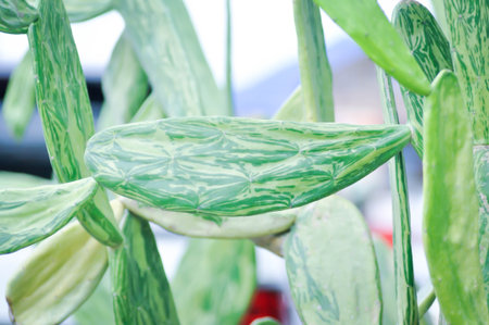 Opuntia cochenillifera, Opuntia or cactus or Nopalea cochenillifera or cochineal cactus or Opuntia cochenillifera Variegataの写真素材