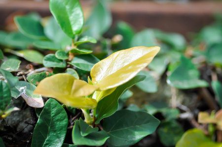 ficus pumila or climbing fig or MORACEAE plantの写真素材