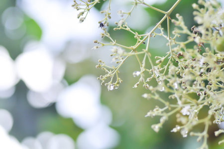 Tectona grandis, Teak or LAMIACEAE or teak plant or teak seed or teak and flower or teak flowersの写真素材