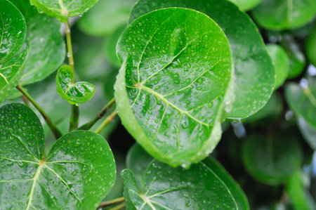 Polyscias fruticosa L Harms,Polyscias fruticosa or Araliaceae and dew drop or rain dropletの写真素材