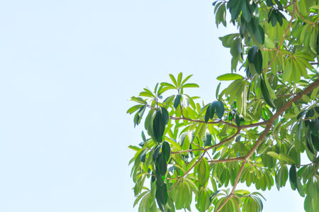 Devil tree, White cheesewood or Devil bark or Dita bark or Black board tree or Alstonia scholaris ...
