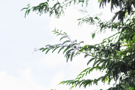 Tamarindus indica L, Indian date or Tamarind or FABACEAE or Tamarindus indica and sky background