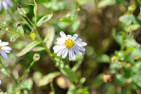 purple Bellis perennis , purple daisy or Aster tataricus or Tatarian Aster or Tatarian Daisy or...