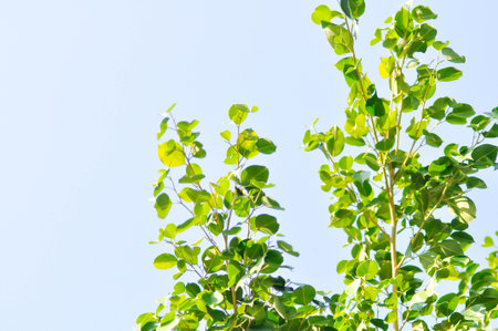 Ficus Benjamina L, Moraceae or Golden Fig or Weeping Fig and sky background