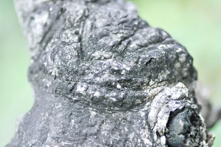 tree bark, stem or old tree in blur background
