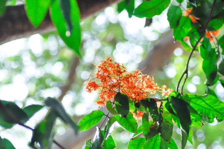 Asoka, Caesalpiniaceae or Saraca indica Linn or Ashoka tree or Saraca asoca or orange flowersの写真素材