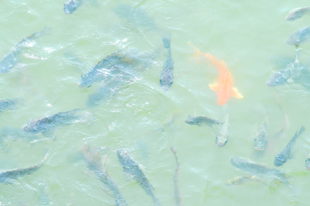 Nile Tilapia
, Oreochromis niloticus ,Linnaeus and carp fish in the pondの写真素材
