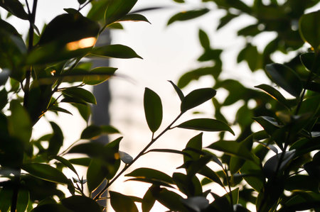 banyan tree or Ficus annulata or ficus bengalensis plant ,sun and sky in the evening or morning backgroundの写真素材