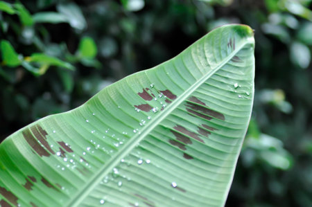 banana plant, blood banana or Musa acuminata or Musa balbisiana and dew drop or rain dropの写真素材