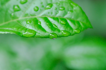 passion fruit plant, Passiflora edulis or Passionfruit or Maracuja leaf and rain drop or dew drop