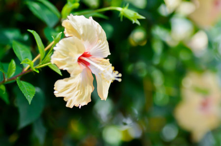 Chinese rose or Hibiscus or Hibiscus rosa sinensis or Hibisceae or Malvaceae , yellow hibiscus flower or cream flower or beige flowerの写真素材