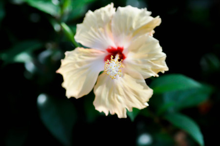 Chinese rose or Hibiscus or Hibiscus rosa sinensis or Hibisceae or Malvaceae , yellow hibiscus flower or cream flower or beige flowerの写真素材