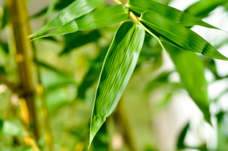 Bamboo, GRAMINEAE or POACEAE or Bambusa arundinacea Willd or Thorn Bamboo or Spiny Bamboo or Bambusa vulgaris schrad or Feathery Bamboo or Dendrocalamus strictus Nees in the gardenの写真素材