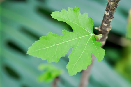 Ficus carica, fig or common fig plant or fig leaf or new born leaf