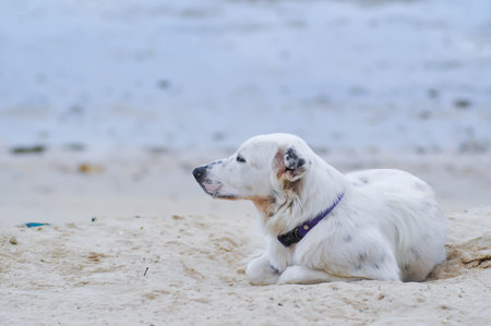 dog or white dog on the beach or unaware dog