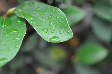 ficus pumila or climbing fig or MORACEAE and dew drop or rain droplet