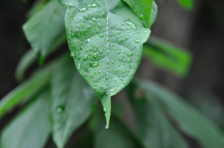 Persea americana Mill or Avocado, Lauraceae or Persea gratissima or avocado plant and rain droplet...